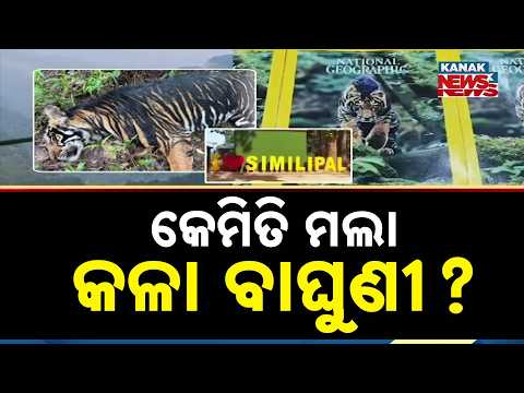 Similipal Tigress Death Mystery | Cause Still Unknown Raises Big Questions