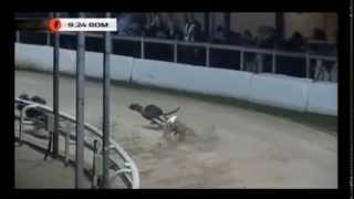 The Cruelty of Romford Dog Track