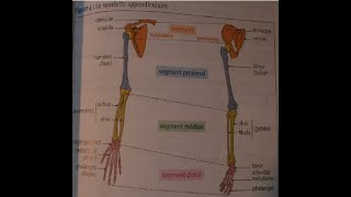 le squelette appendiculaire