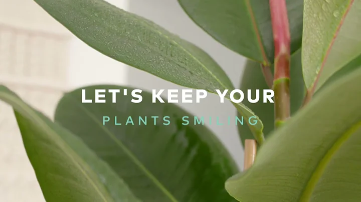 Hydrogen Peroxide Is The Miracle Solution For Your Indoor Plants - Make your houseplants thrive!