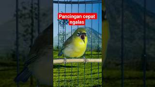 pancingan pleci cepat ngalas #plecigacor