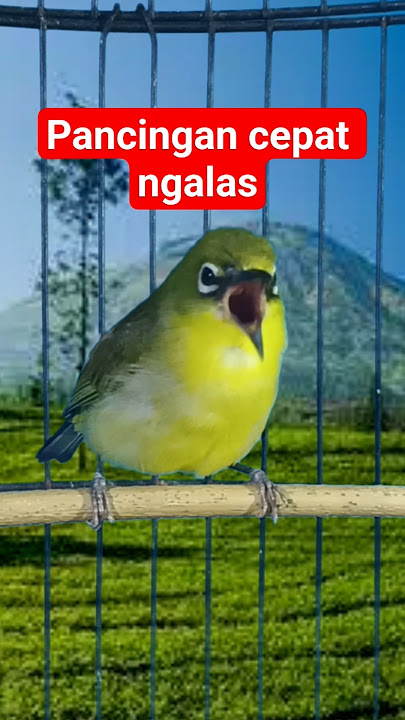 pancingan pleci cepat ngalas #plecigacor