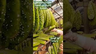 استخراج اللون القرمزي الغال الثمن .الصبار