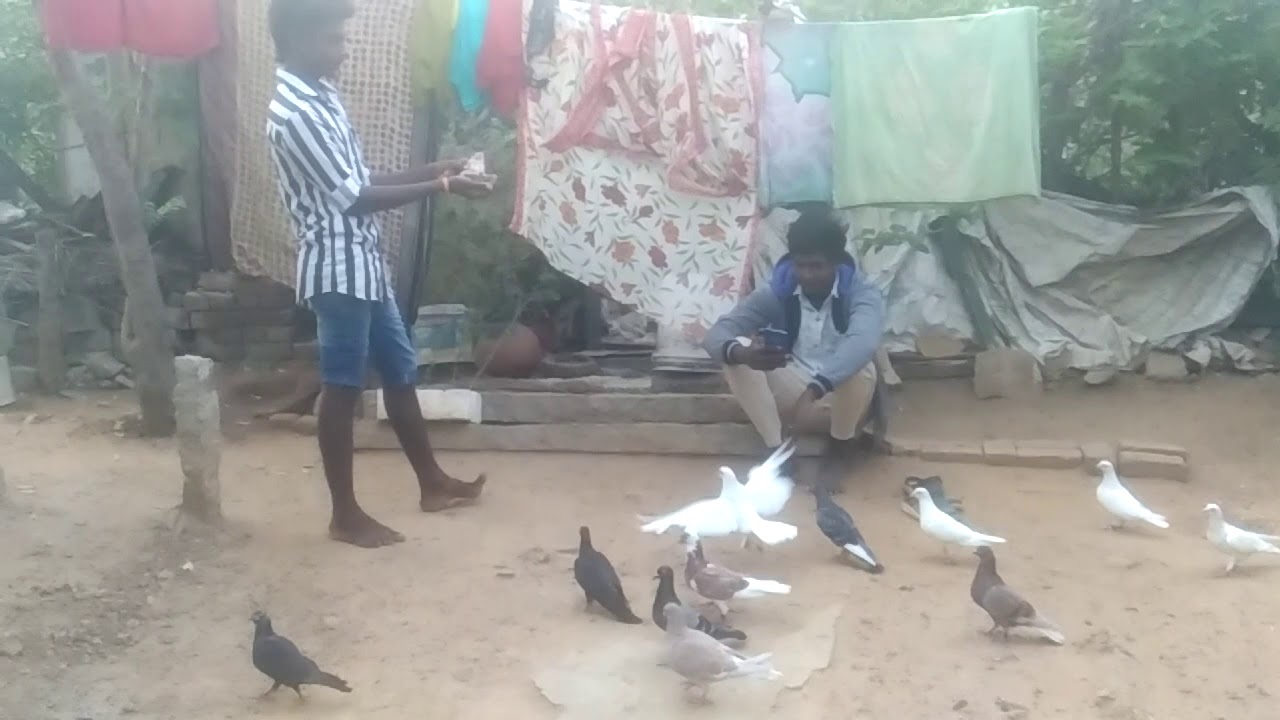 Pigeon sales in chennai YouTube