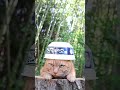 ごつ盛り きつねうどん　260703　 #cat #ごつ盛り きつねうどん　#cute　 #のせ猫 #cutecat #ネコ　 #きつねうどん #猫のいる暮らし # #kitten
