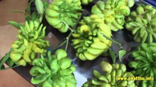 Cây Quả Phật Thủ Đắc Sở Chính Gốc Tại Phật Thủ . Info Phatthu.info