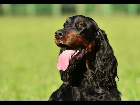 Video: Pas Gordon Setter, Pas Hipoalergen, Zdravlje I životni Vijek