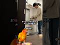 鳥を迎える事で母ちゃんの大変さを知る主🦜🙋‍♂️🏠w #セキセイインコ #暮らし #暮らしチャンネル #コガネメキシコインコ #birds #インコ