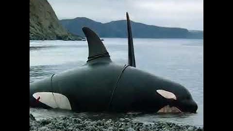 Review Phim : Tận Mắt Thấy Vợ Con Chết Thảm Cá Voi Đực Điên Cuồng Báo Thù Loài Người