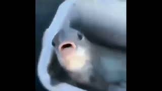 Video Lucu Bikin Ngakak Part 26