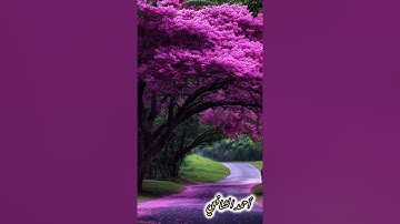 ماتيسر من سورة الواقعة( أحمد الشافعي بن إبراهيم