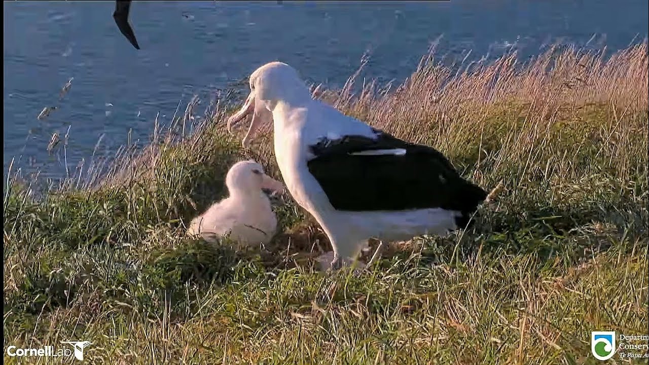 Royal Albatross - BOK's back to feed her little chick and she finds him in a hole next to his nest !