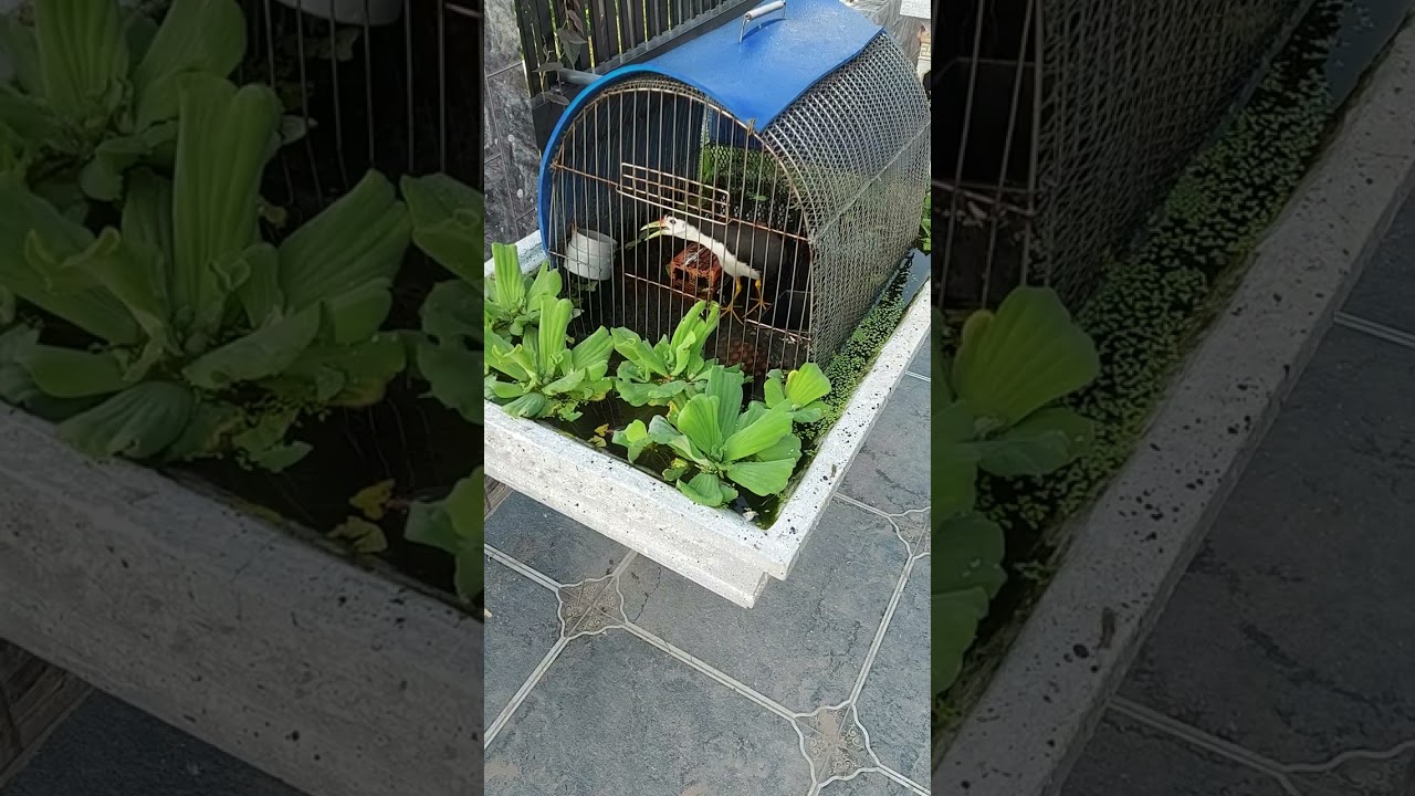 Cách để có những con Mồi tự chơi 