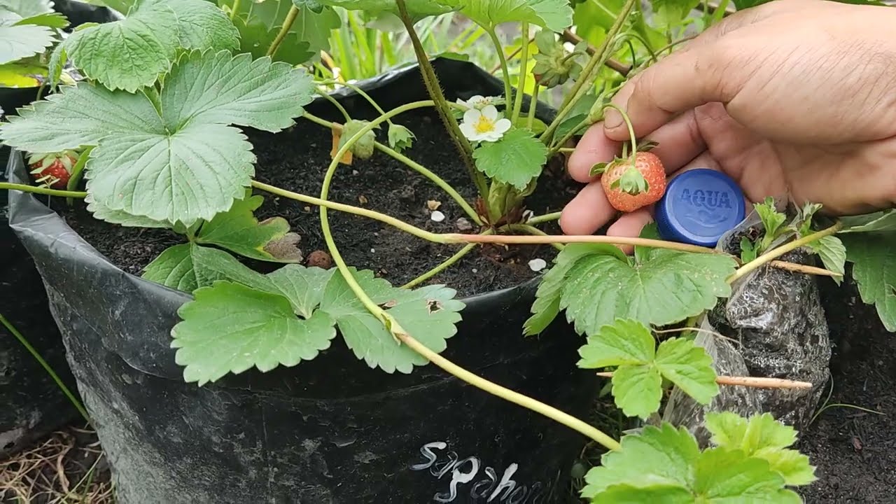 Menanam Strawberry di daerah panas dataran rendah bisa berbuah lebat