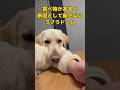 食べ物がある時だけは、断固として離れないラブラドール #shorts #shortvideo #ラブラドールレトリバー