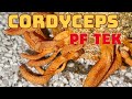 Cordyceps Militaris PF TEK Harvest Results