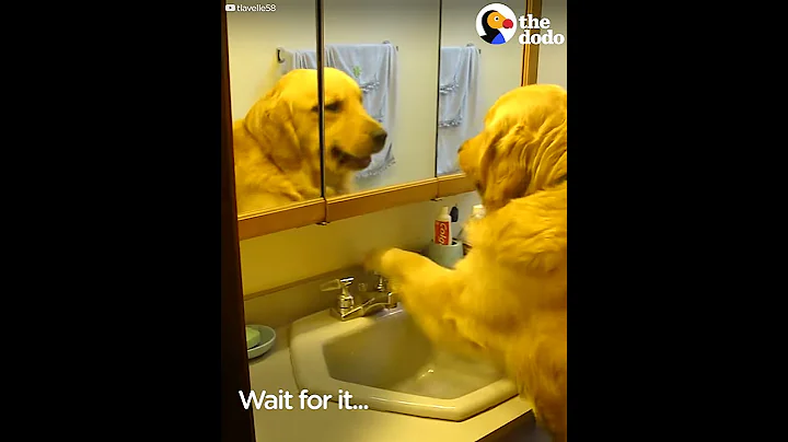 Smart Dog Turns On Sink All By Himself | The Dodo
