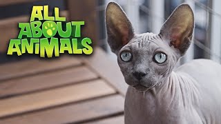 How Was The Sphynx Hairless Cat Created