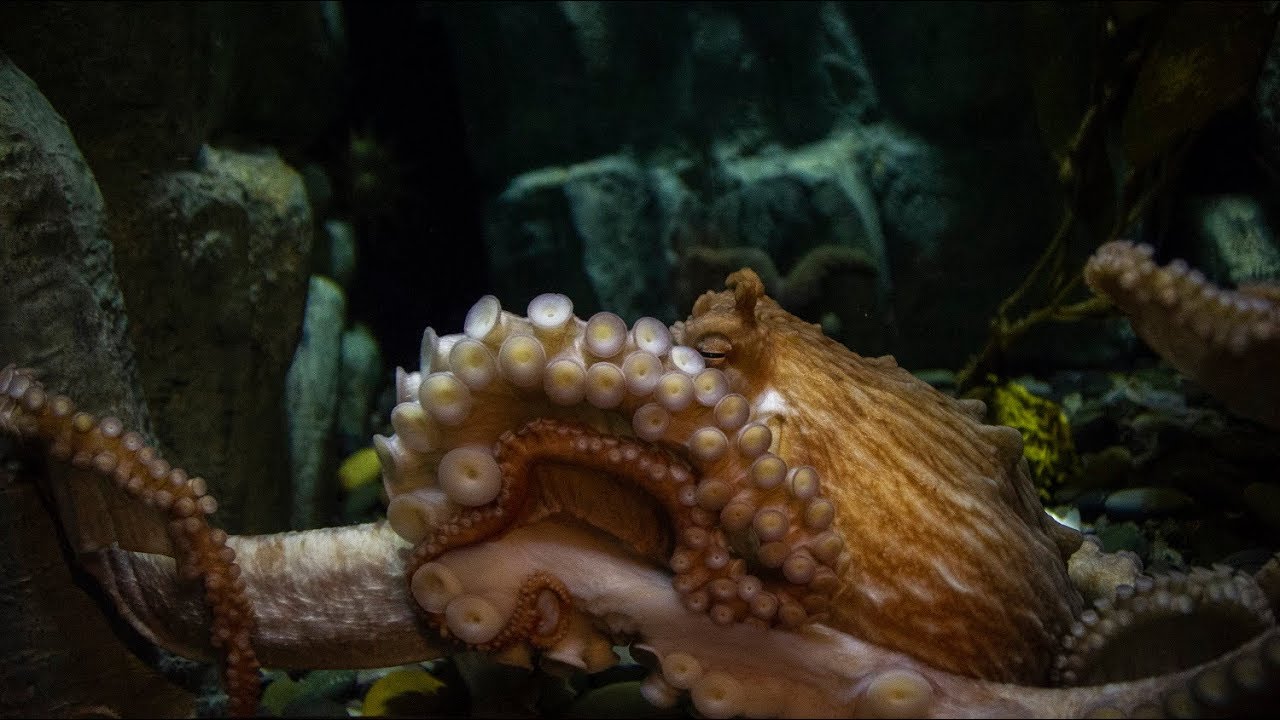 Ask the Aquarium — "Why can't I use my camera's flash near the octopus