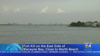 Fish Kill On East Side Of Biscayne Bay