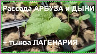 Выращивание арбузов и дынь в Московской области/ РАССАДА АРБУЗОВ и ДЫНИ  (2019)