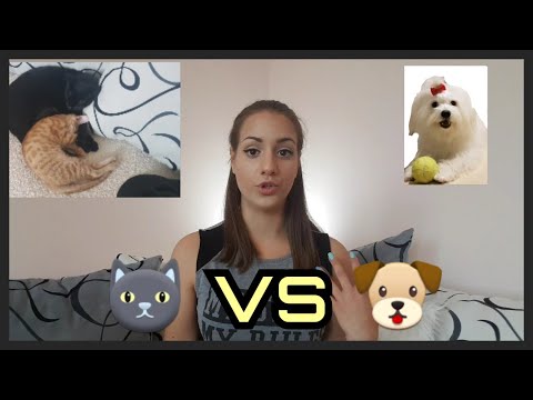 Video: Ako Utratiť Psa Alebo Mačku: NEVYskúšajte To Doma
