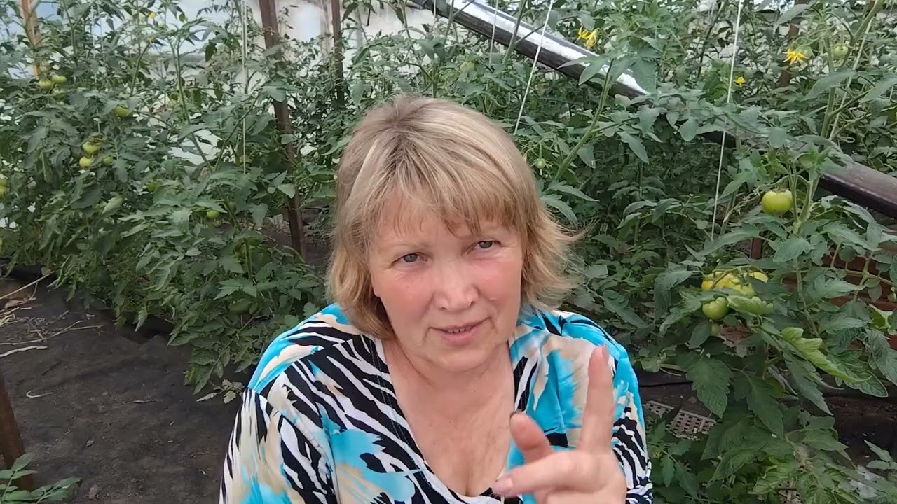 Підживлення полуниці у відкритому грунті