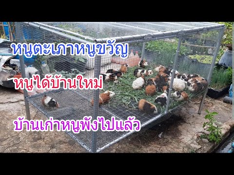หนูตะเภาได้กรงใหม่ ทำกรงใหม่ให้หนูตะเภา