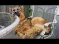 German Shepherd dogs can make us laugh all the time