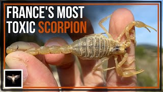 Looking for France's Most Toxic Scorpion - Outdated