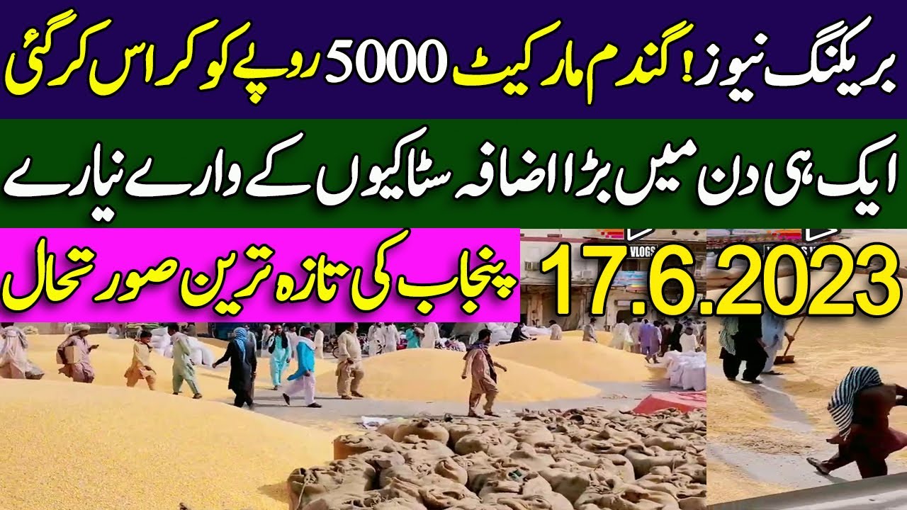 New wheat price in Punjab Pakistan | Wheat update today |Gundam ka rate ...