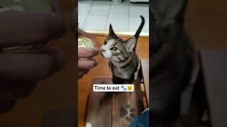 Guerita loves her food!! 🩷🙌 #seniorcat #seniorcatsrock #catshorts #catfood #catstory #catsofyoutube
