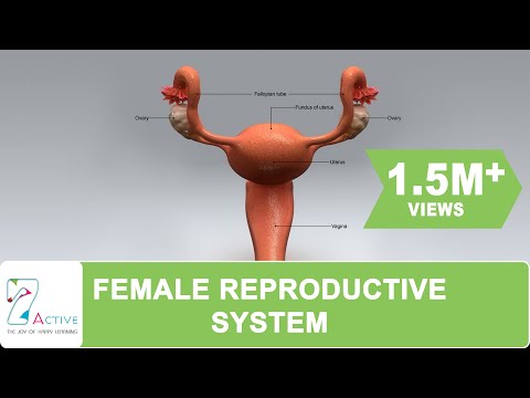 The Female Reproductive System of Human