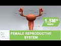 The female reproductive system of human