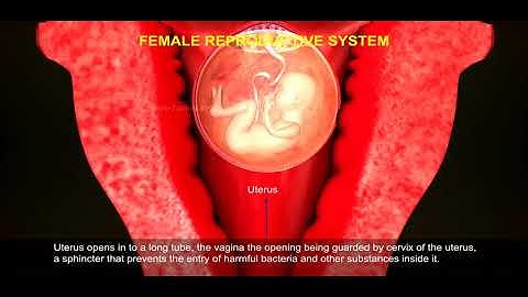 The Female Reproductive System of Human