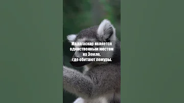 Где обитают лемуры? #shorts