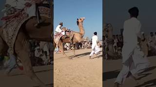 KhairHoi?KhairHoi❤? camel short