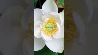 Jhilmil Sitaron Kabest Of Rafiu0026lata Didiold Is Goldshort