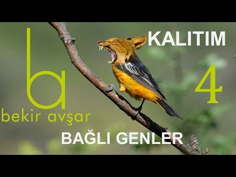 YGS LYS BAĞLI GENLER