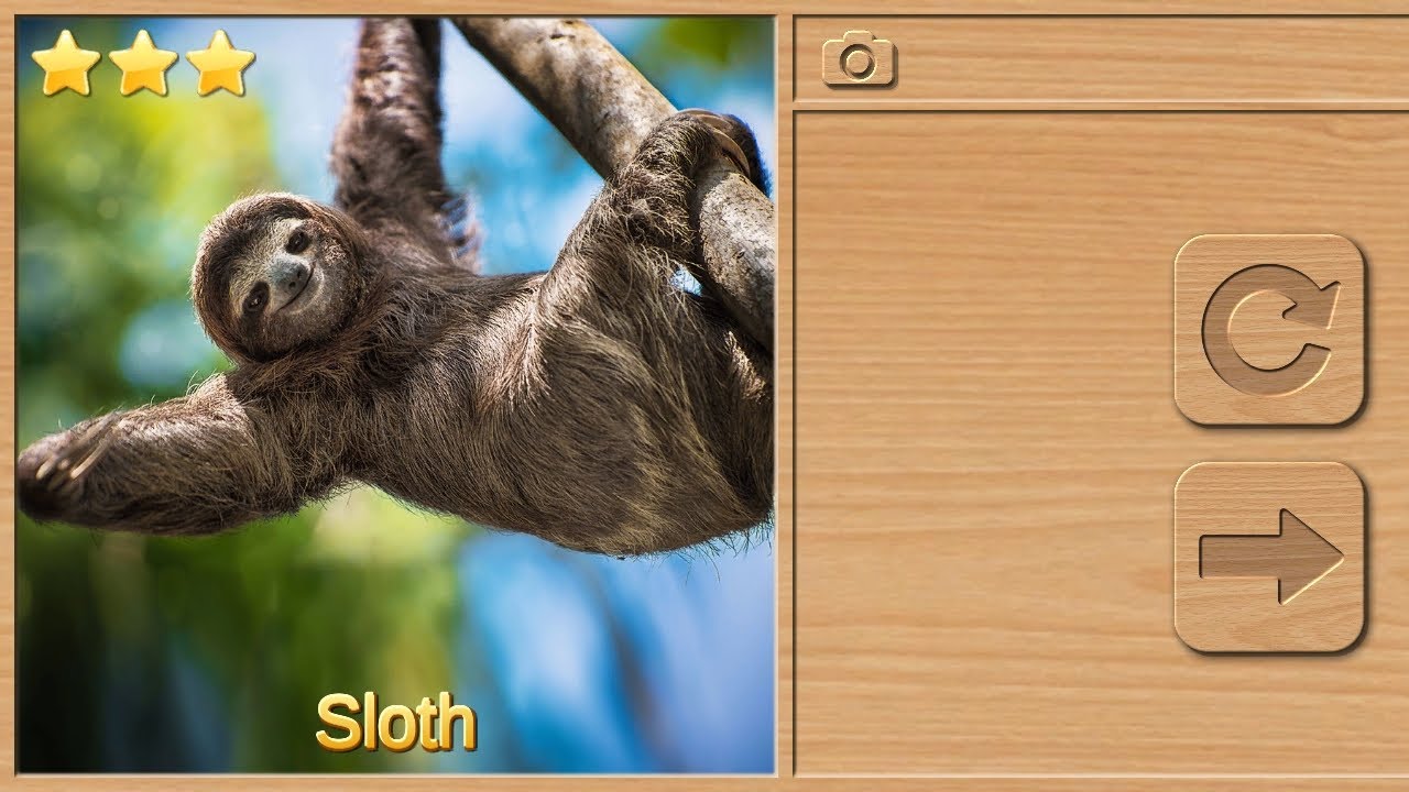 South America ( Sloth ) Jigsaw Puzzle || Animal Puzzles for Kids Game 'Fun Game' with Voice