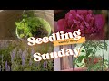 Seedling Sunday 10