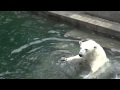 Gerda the polar bear asks visitors for feeding(2), at Novosibirsk Zoo, Russia