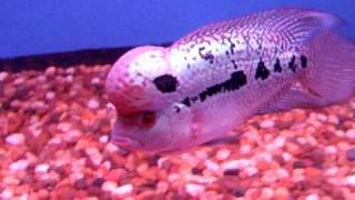 DSCF6702.AVI