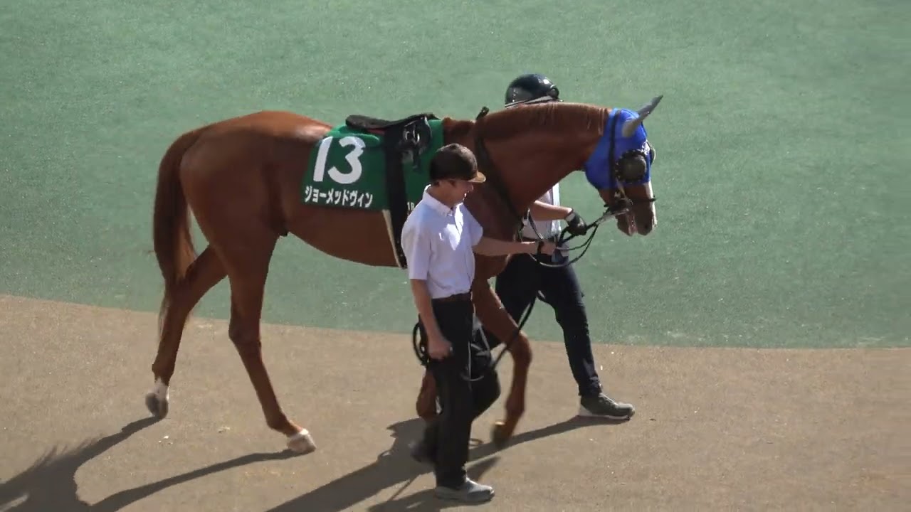 キーンランドカップ2025】全頭パドック 現地映像 パンジャタワー - YouTube