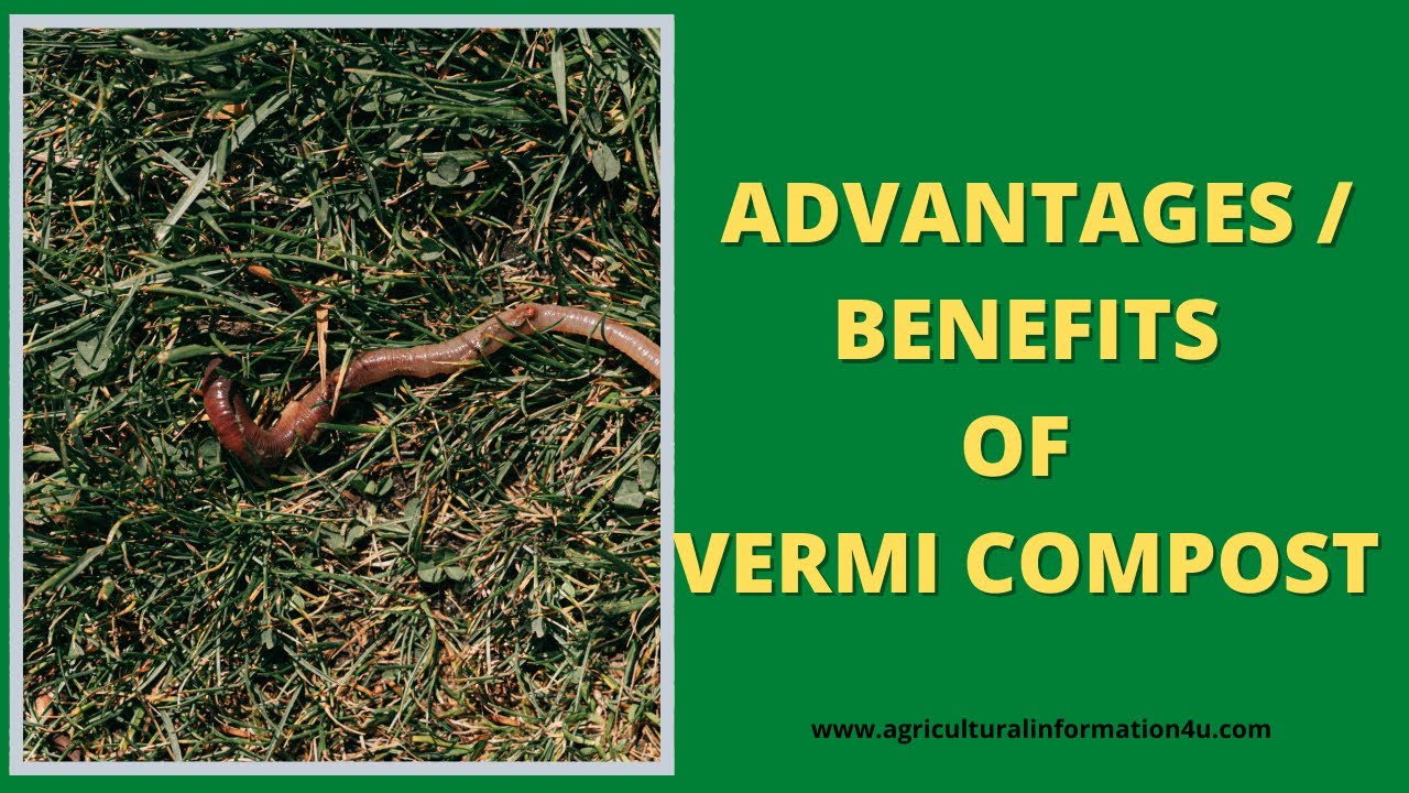 Best 12 Advantages Of Vermicompost Benefits Of Vermicompost Organic best-12-advantages-of-vermicompost-benefits-of-vermicompost-organic