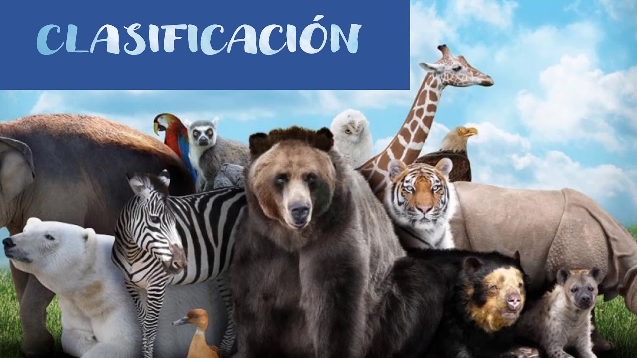 Большая пятерка африки сафари. Обезьяна и собака. Смешные животные. Большая пятерка африки сафари. Разные звери.