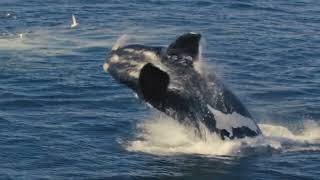 One Blue Voice petition for a Universal Declaration of Ocean Rights