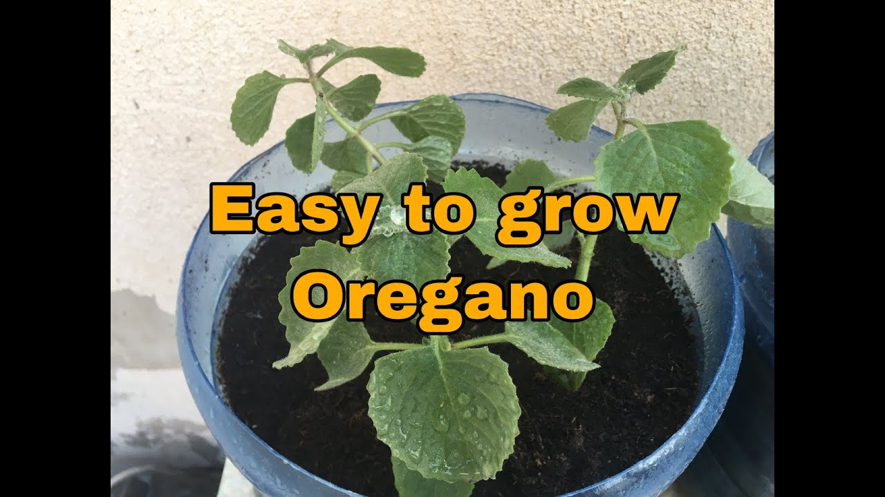 HOW TO GROW OREGANO FROM CUTTINGS YouTube