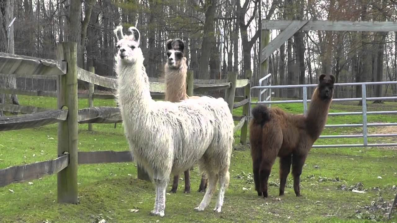 "Llamas for Sale" www.twinlakesllamas.com - YouTube