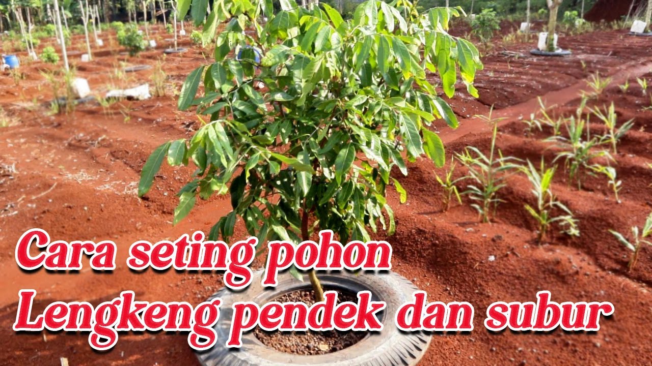 Seting pohon Kelengkeng pendek dan berbuah maksimal #adyrajalengkeng #lengkeng #itohsuper